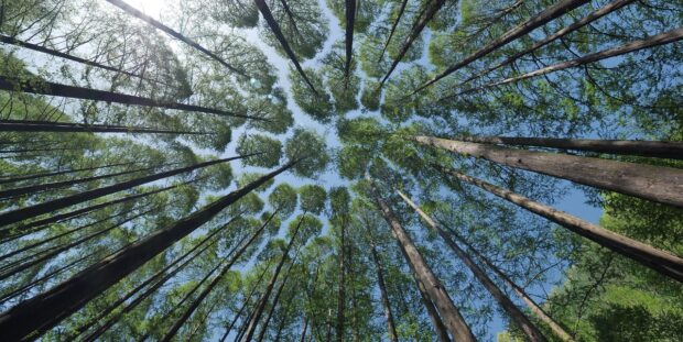 Photographic image of tree tops from the perspective of the ground.