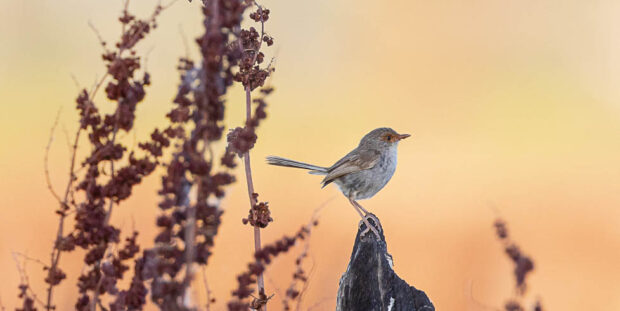 A small bird stands on a natural perch and looks out over a sunrise.